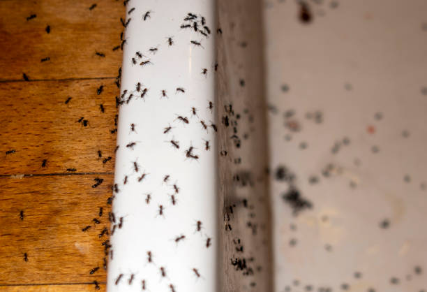 Reliable Starke, FL Pest Control Solutions